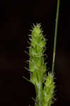 Swan's sedge